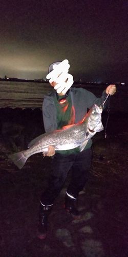 オオニベの釣果