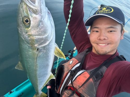 ヒラマサの釣果