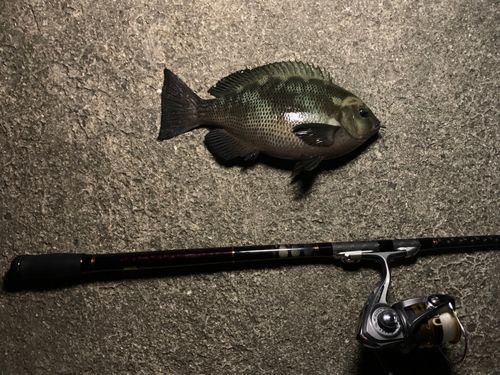 グレの釣果