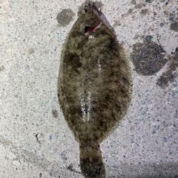 カレイ