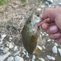 スモールマウスバス