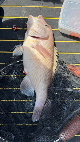コブダイの釣果