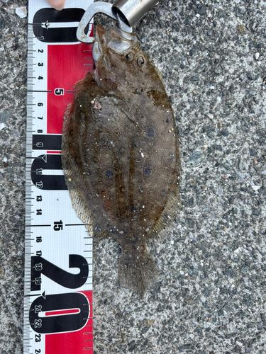 ヒラメの釣果