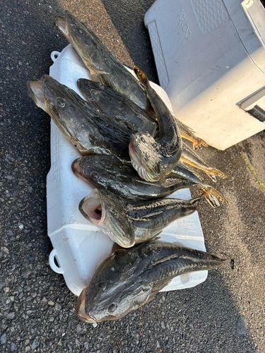 マゴチの釣果