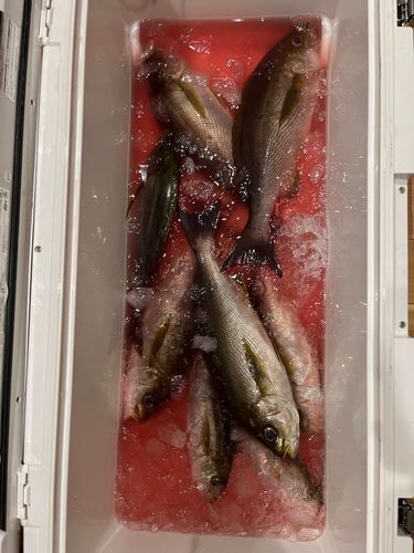 イサキの釣果