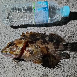 カサゴ