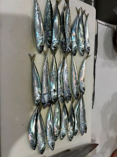 サバの釣果
