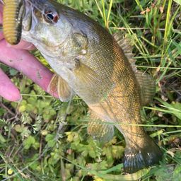 スモールマウスバス