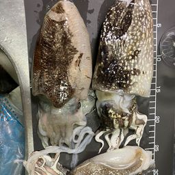 コウイカ