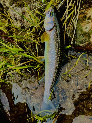 アメマスの釣果