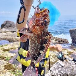 カサゴ