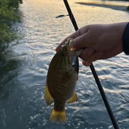 スモールマウスバス