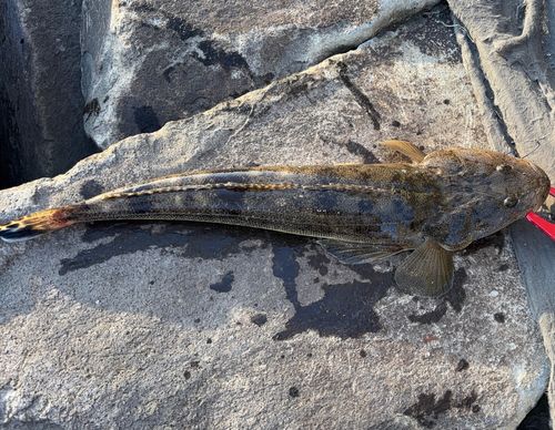 マゴチの釣果