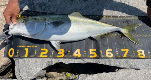ブリの釣果