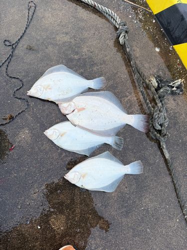 カレイの釣果