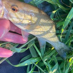 スモールマウスバス