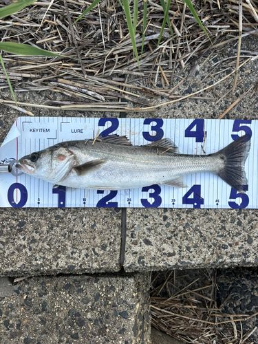 マダカ（マルスズキ）の釣果