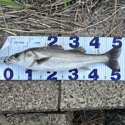 マダカ（マルスズキ）