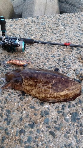モンゴウイカの釣果