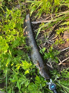 ニホンナマズの釣果