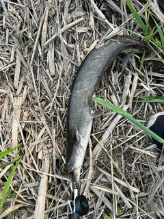 ニホンナマズの釣果