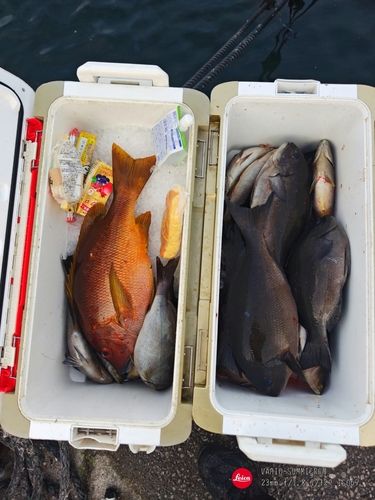 シブダイの釣果
