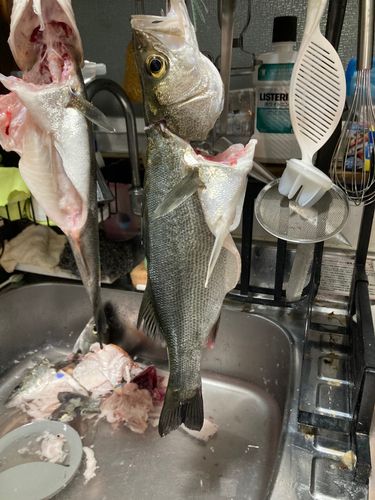 シーバスの釣果