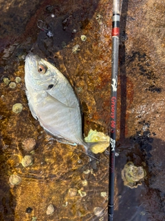 ヒラアジの釣果