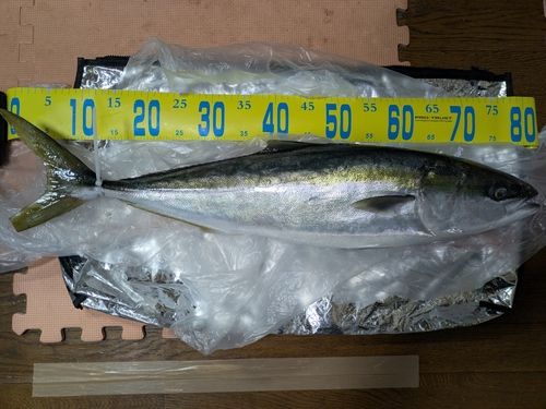 ブリの釣果