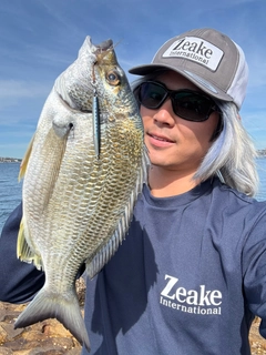 キチヌの釣果