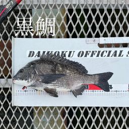 クロダイ