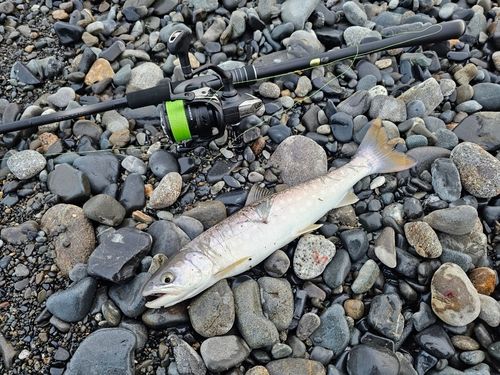 アメマスの釣果