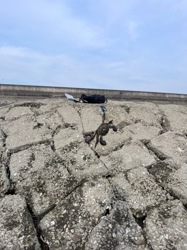 モクズガニの釣果