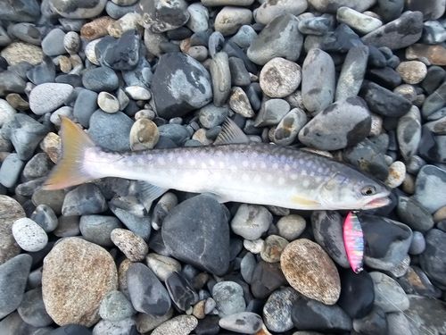 アメマスの釣果