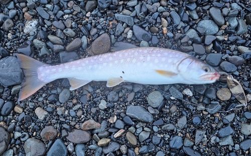 アメマスの釣果