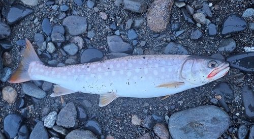 アメマスの釣果
