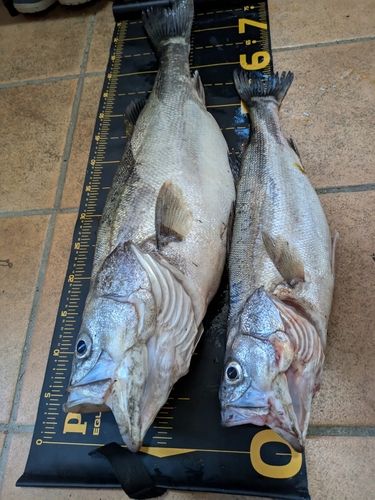 シーバスの釣果