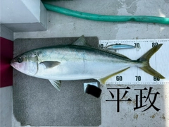 ヒラマサの釣果