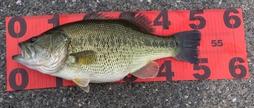 ブラックバスの釣果