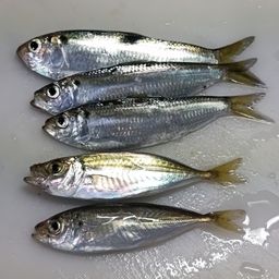 アジ