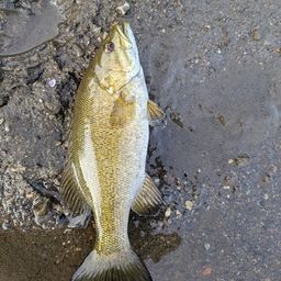 スモールマウスバス