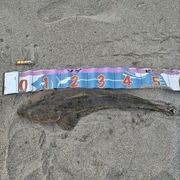マゴチ