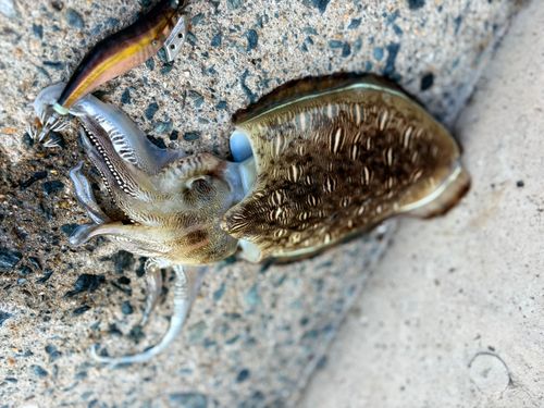 モンゴウイカの釣果