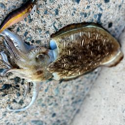 モンゴウイカ