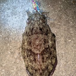 モンゴウイカ