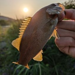 スモールマウスバス