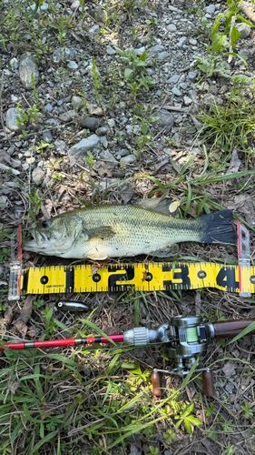 ブラックバスの釣果