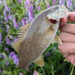 スモールマウスバス