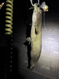 マナマズの釣果