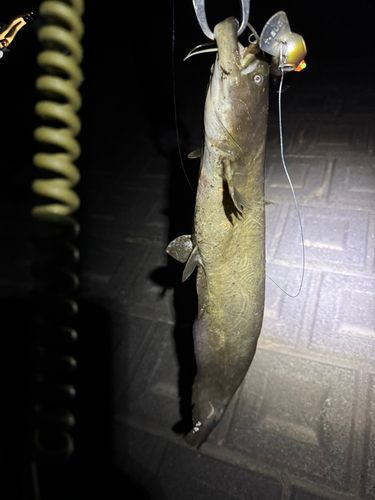 マナマズの釣果